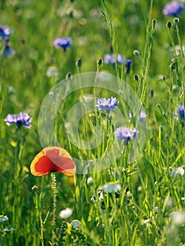 Backlit poppy in field of wild flowers