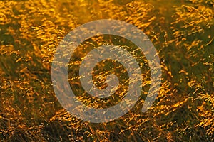 Backlit Prairie Grass