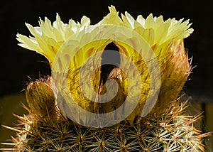 Backlit Profile of Two Bright Yellow Parodia erubescens Ball Cactus Flowers