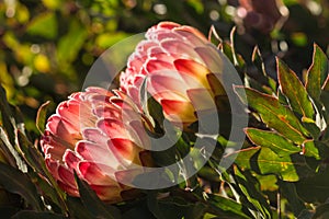 Backlit protea flowers