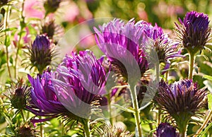 Backlit Purple Aster Flowers Closeup