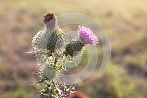 backlit purple blooming thistle flower