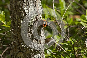 Backlit Red Admiral Butterfly on Tree