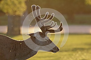 Backlit Red Deer stag Cervus elaphus portrait in velvet