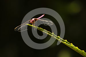 Backlit Red Dragonfly on Barbed Plant Leaf