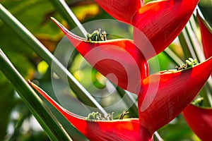 Backlit red heliconia plant flowers in bloom