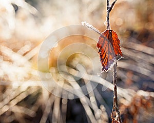 Backlit red leaf and frost close-up