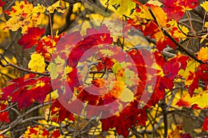 Backlit Red and Yellow Maple Leaves