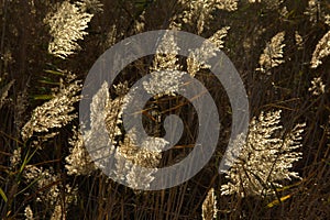 Backlit reed plumes, selective focus with dark background