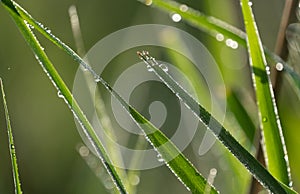 Backlit reeds and grasses with morning dew droplets