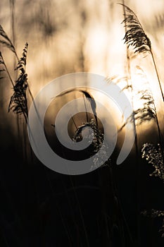 Backlit reeds in warm light