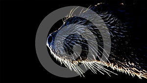 Backlit river otter close-up portrait