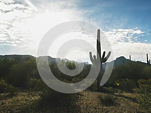 Backlit saguaro cactus and the ajo mnts in arizona