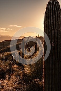 Backlit Saguaro Cactus In The Muted Colors of Sunset