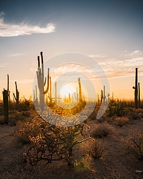 Backlit saguaros and cholla cactus at sunset in Arizona desert.