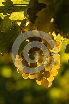 Backlit Sauvignon blanc grapes