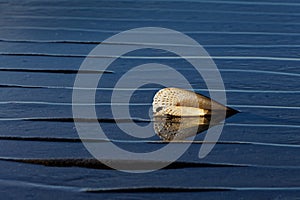 Backlit seashell on Kina beach