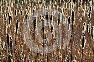 Backlit seeding Bulrushes silhouetted by a low sun photo