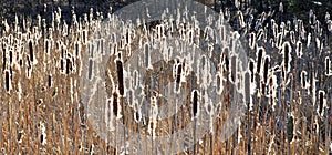 Backlit seeding Bulrushes silhouetted by a low sun photo