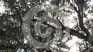 Backlit spanish moss on trees at chippewa square in savannah