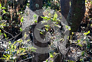 Backlit spiders webs covering a bush