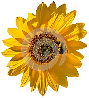 Backlit Sunflower with Bee