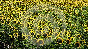 Backlit sunflowers field