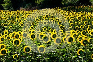 Backlit sunflowers field