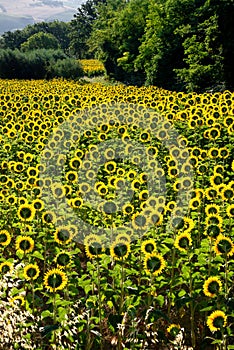 Backlit sunflowers field