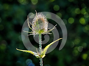 Backlit Teasel - Dipsacus
