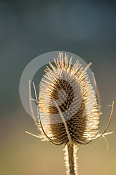 Backlit teasel head Dipsacus fullonum