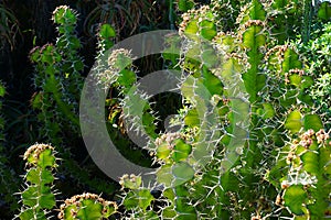 Backlit thorns of Candelabra cactus Euphorbia lactea
