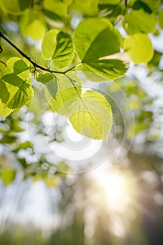 Backlit Tilia cordata Leaves