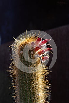 Backlit top of a torch cactus (oreocereus celsianus) with red flowers