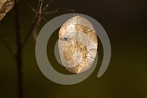 Backlit translucent silicle of Lunaria annua