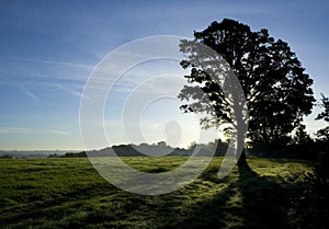 Backlit tree