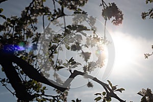 Backlit tree branches with spring blossoms and bright sun in the sky