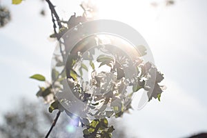 Backlit tree branches with spring blossoms and bright sun in the sky
