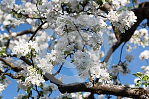 Backlit tree branches with spring blossoms and bright sun in the sky