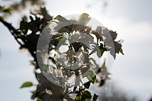 Backlit tree branches with spring blossoms and bright sun in the sky