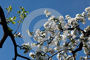 Backlit tree branches with spring blossoms and bright sun in the sky