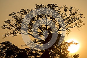 Backlit of tree on the Catatumbo River near the Maracaibo Lake. photo