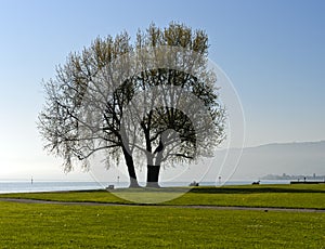 Backlit tree in a park