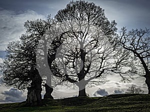 Backlit tree silhouettes with bare winter branches