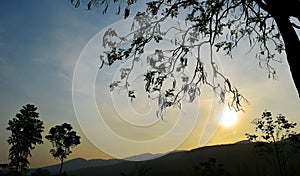 Backlit trees branches and sunset sky on evening time