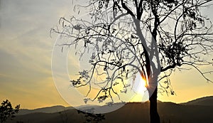 Backlit trees branches and sunset sky on evening time photo