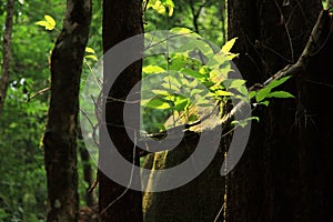 Trees in a tropical forest photo