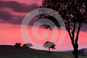 Backlit trees in Tuscany