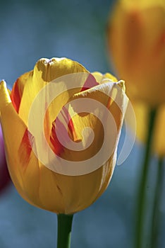 Backlit tulip closeup