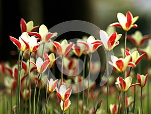 Backlit tulips